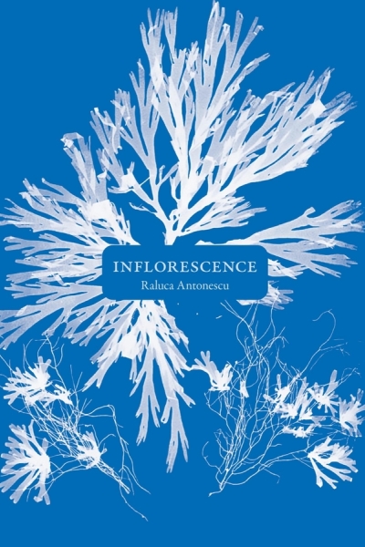 inflorescence